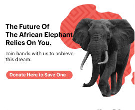 The future of the African elephant relies on you