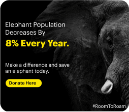 Elephant population decreases by 8% every year
