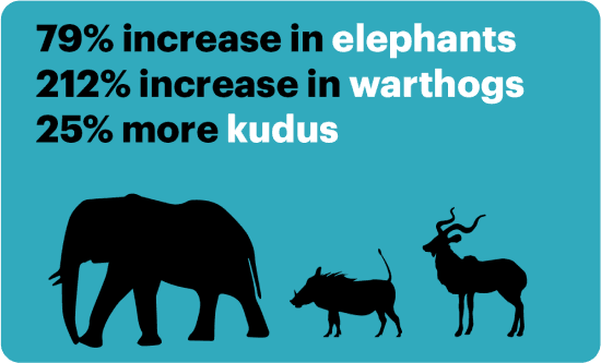 79% increase in elephants, 212% increase in warthogs, 25% more kudus